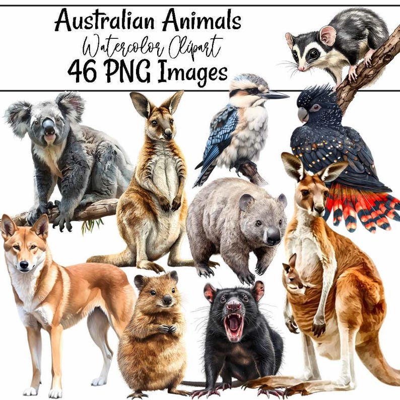 May include: Watercolor illustrations of Australian animals, including a koala, kangaroo, wombat, dingo, quokka, rat, and birds. The illustrations are in a cartoon style and are perfect for use in digital scrapbooking, card making, and other craft projects.