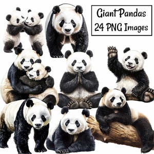 Puede incluir: Una colección de 24 imágenes digitales que presentan adorables pandas gigantes en varias poses. Los pandas se representan en un estilo realista con pelaje blanco y negro, y algunos se muestran interactuando entre sí.