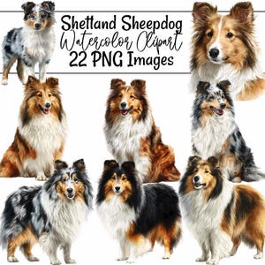 May include: Watercolor clipart featuring multiple Shetland Sheepdog illustrations in various poses and colors. The dogs have long, fluffy fur in shades of brown, black, white, and gray. The text "Shetland Sheepdog Watercolor Clipart 22 PNG Images" is displayed.