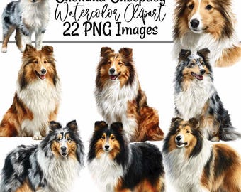 May include: Watercolor clipart featuring multiple Shetland Sheepdog illustrations in various poses and colors. The dogs have long, fluffy fur in shades of brown, black, white, and gray. The text "Shetland Sheepdog Watercolor Clipart 22 PNG Images" is displayed.
