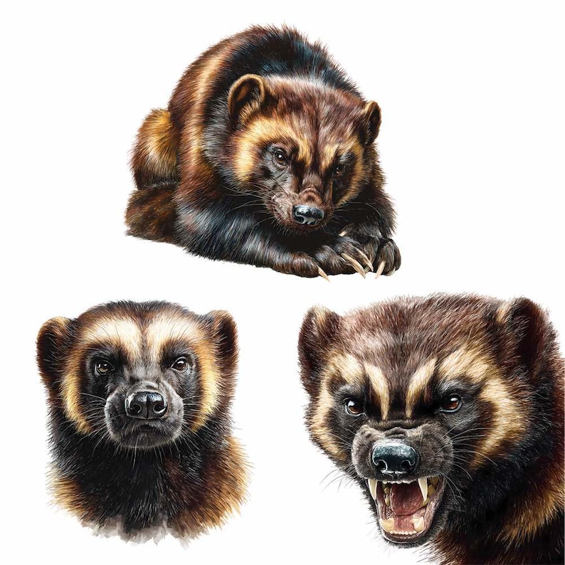 Wolverine Teeth Wolverine Clipart Watercolor Forest Animal Art Woodland Creature ...