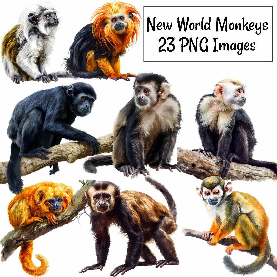 サルのクリップアート デジタルダウンロード 新世界の霊長類 動物 野生