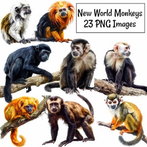 Affe Clipart digitale Downloads neue Welt Primaten Tier Wildtiere Mexiko Mittel- und Südamerika, Tropenwald Dschungel Overlay