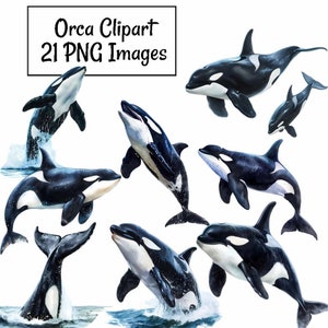 Orca Watercolor Clipart Digital Downloads, 21 Killer Whale Sea Life Ocean Whale, Wildlife Alaska Arctic Animal Transparent Background