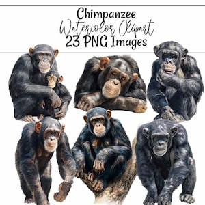 Puede incluir: Clipart de acuarela con seis imágenes de chimpancés en varias poses. Los chimpancés están representados con pelaje y expresiones faciales detalladas. El texto "Chimpanzee Watercolor Clipart 23 PNG Images" está en la parte superior.