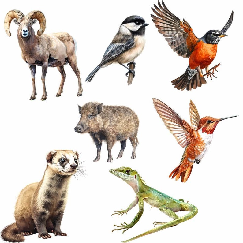 Woodland Animals Clipart, North America Watercolor Digital Downloads, 40 Forest Wildlife Overlay Deer Wolf Bear Rabbit Raccoon Fox Badger image 6