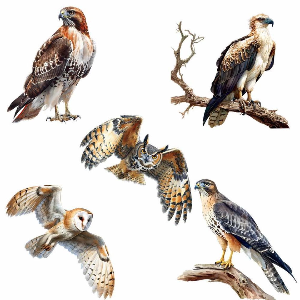 Birds of Prey Watercolor Clipart Digital Downloads Raptor Wildlife ...