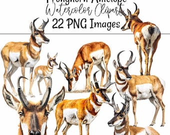 Gaffelantilope Clipart Vilda djur Öken Nordamerika Djur Digital Nedladdning Hjort PNG Bilder Akvarell Konst