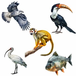 May include: A collection of five illustrations of animals and a fish from the Amazon rainforest. A white and gray hawk with black markings, a yellow and brown monkey, a black and white toucan with a red beak, a white ibis with a long black beak, and a gray piranha fish.