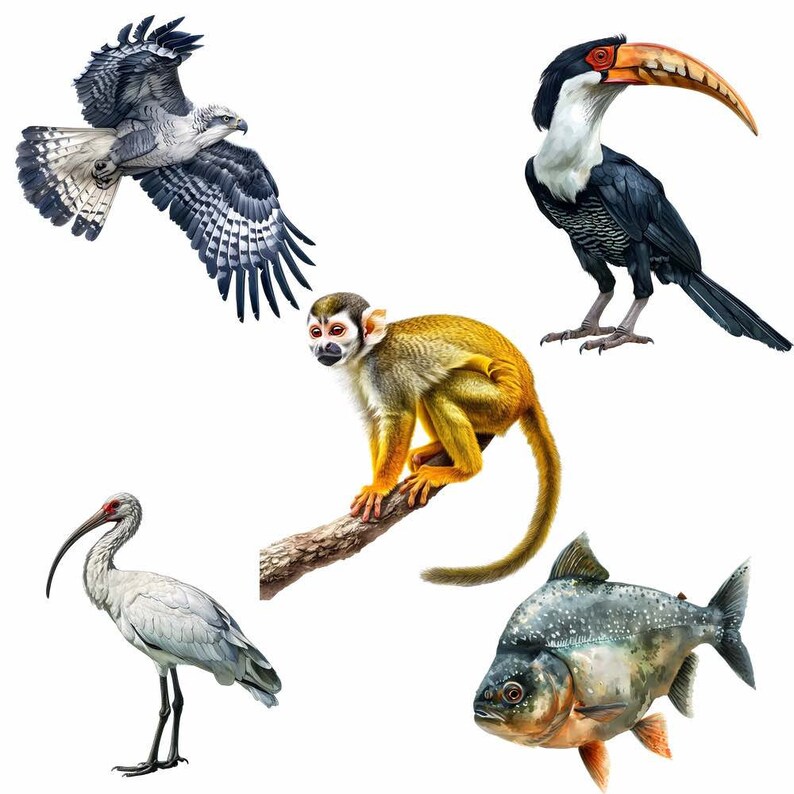 May include: A collection of five illustrations of animals and a fish from the Amazon rainforest. A white and gray hawk with black markings, a yellow and brown monkey, a black and white toucan with a red beak, a white ibis with a long black beak, and a gray piranha fish.