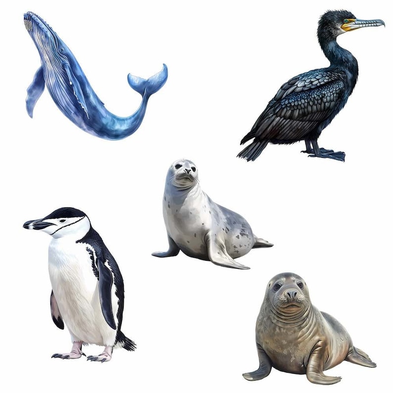 May include: A digital illustration of five different marine animals: a blue whale, a black cormorant, a grey seal, a penguin, and a brown seal. The animals are all facing forward and are set against a white background.