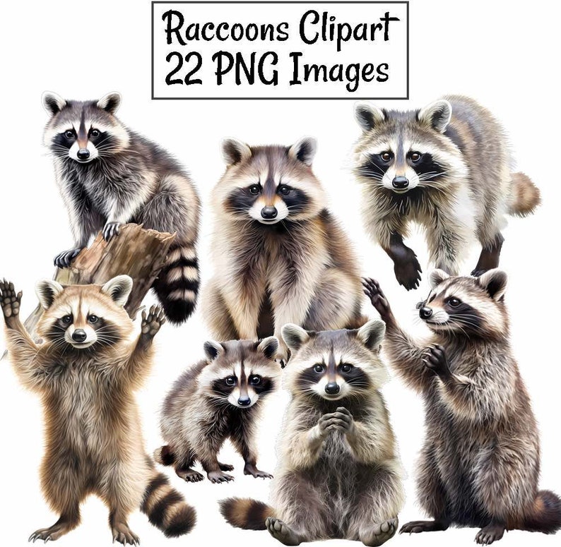 Raccoon watercolor realistic clipart images with transparent background