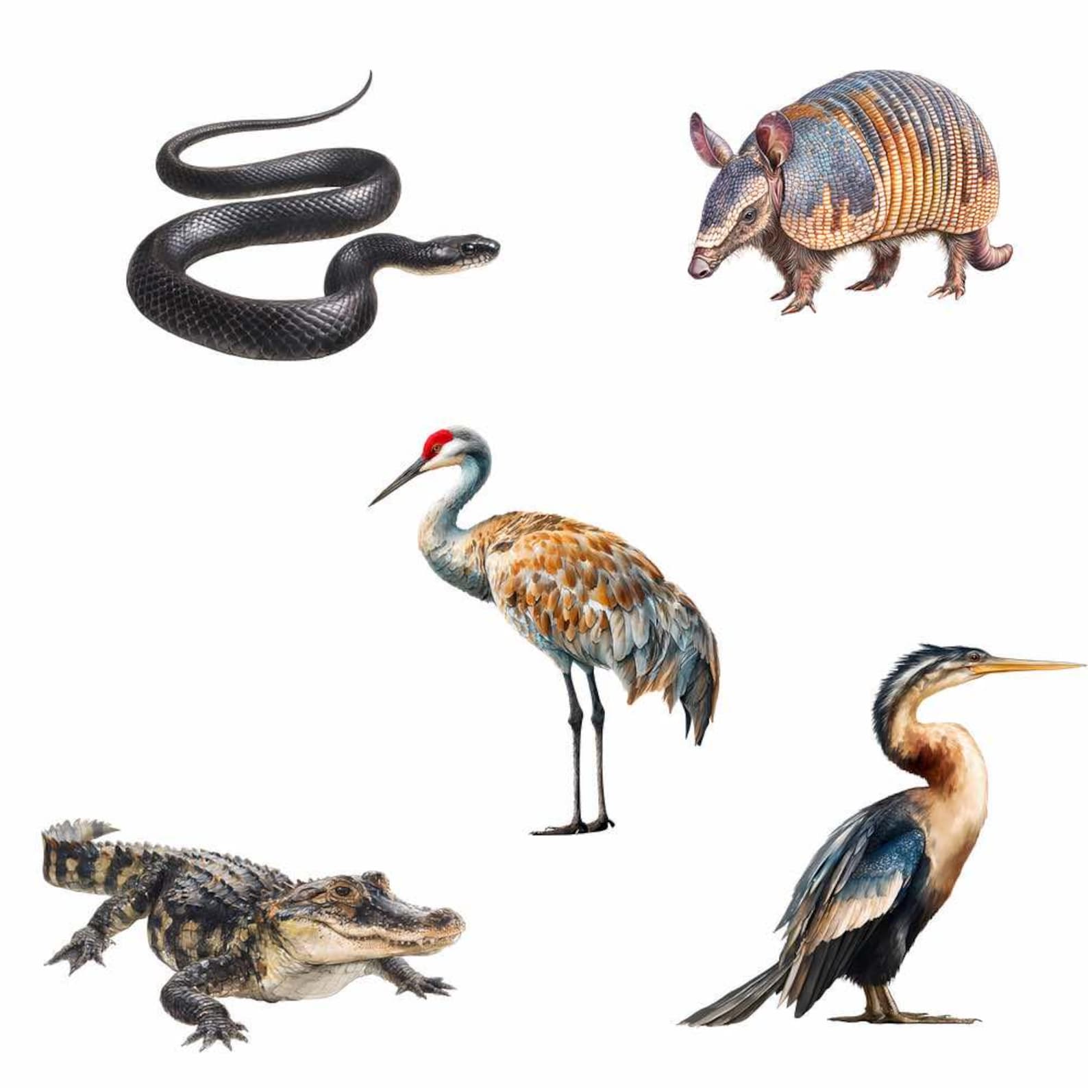 Animals Atbogs Wetlands Animal Clipart Swamp Bog Wildlife Watercolor Digital Downloads ...