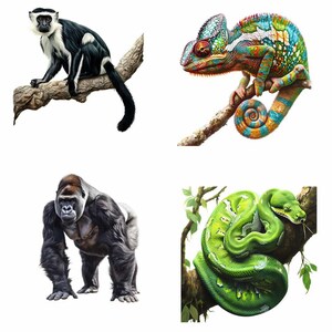 May include: A black and white monkey sitting on a branch, a green snake wrapped around a branch, a green and orange chameleon on a branch, and a black gorilla standing on a white background.