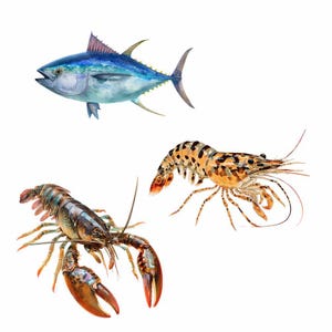 Sea life Clipart Whale Digital Downloads Shark art Animal Watercolor Ocean Marine Creatures Octopus illustrations sealife artwork coral image 5