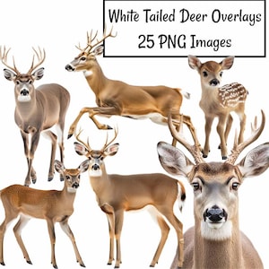 Op de afbeelding: Een verzameling van 25 afbeeldingen van witstaartherten in PNG-formaat. De afbeeldingen tonen verschillende poses van herten, waaronder een hert met een groot gewei, een hinde met een kalf en een jong hert dat alleen staat. De afbeeldingen zijn perfect om een vleugje natuur toe te voegen aan uw digitale projecten.