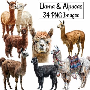 Llama & Alpaca Watercolor clipart Downloads,35 Peruvian Camelids Vicuña Guanaco Overlay Transparent Background South America Wildlife