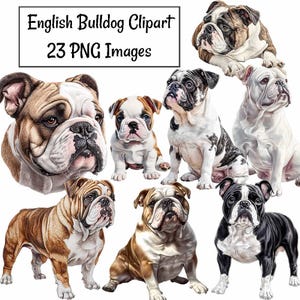English Bulldog Clipart Digital Download Dog Lover Sublimation Dog Breed Illustration Printable Bulldog Art Pet Gift Bulldog Graphic Clipart