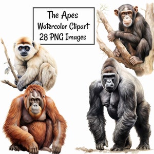 Apes Watercolor Clipart Digital Downloads, 28 Simian Primate Wildlife Overlay, Gorilla Chimpanzee Orangutan Gibbon Bonobo , Africa Asia