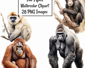 Apes Watercolor Clipart Digital Downloads, 28 Simian Primate Wildlife Overlay, Gorilla Chimpanzee Orangutan Gibbon Bonobo , Africa Asia