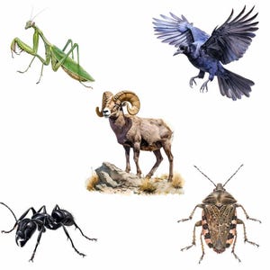 May include: A collection of five illustrations featuring a green praying mantis, a black crow in flight, a bighorn sheep standing on a rocky outcrop, a black ant, and a brown shield bug with patterned wings, all displayed against a plain white background.