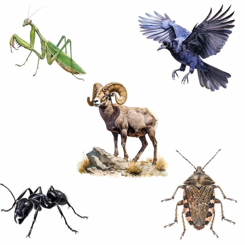 May include: A collection of five illustrations featuring a green praying mantis, a black crow in flight, a bighorn sheep standing on a rocky outcrop, a black ant, and a brown shield bug with patterned wings, all displayed against a plain white background.