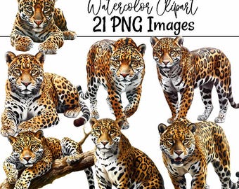 Jaguar Clipart Watercolor Digital Downloads Jungle Wild Big Cat Safari Wildlife Animal High Quality Overlay, Transparent Background Jaguar