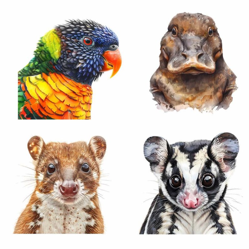 Pu&ograve; includere: Un'illustrazione colorata di quattro animali australiani: un lori arcobaleno, un ornitorinco, un quoll e uno scoiattolo volante. Gli animali sono raffigurati in uno stile realistico con dettagli accurati e colori vivaci.
