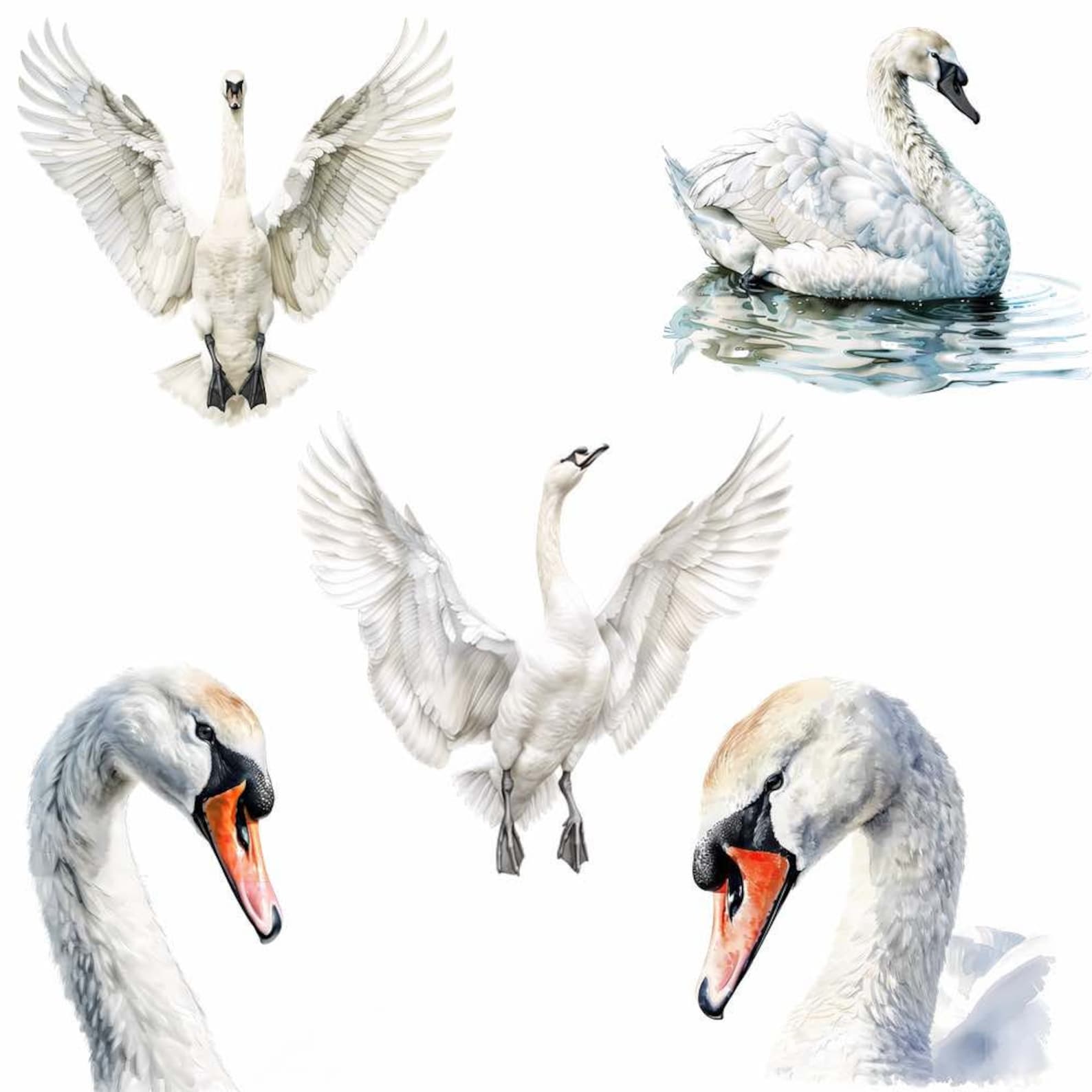 Swan Watercolor Clipart Digital Downloads Black Swan Trumpeter Mute ...