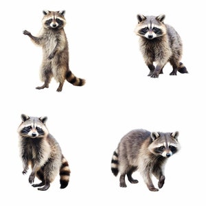Puede incluir: Se muestran cuatro mapaches en diferentes poses sobre un fondo blanco. Los mapaches miran todos a la c&aacute;mara. Un mapache est&aacute; de pie sobre sus patas traseras con las patas delanteras levantadas. Otro mapache est&aacute; de pie a cuatro patas con la cabeza inclinada hacia un lado. Los otros dos mapaches caminan hacia la c&aacute;mara.