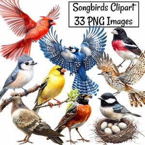 Bird Watercolor Clipart Songbird Digital Download Nature Art Printable Bird Lovers Gift Wall Art Songbird Nursery  Printable Illustration