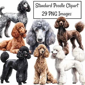 Standard Poodle Dog Watercolor Clipart Digital Downloads Overlay Dog Breed Show French Clipart , High Quality Transparent Background