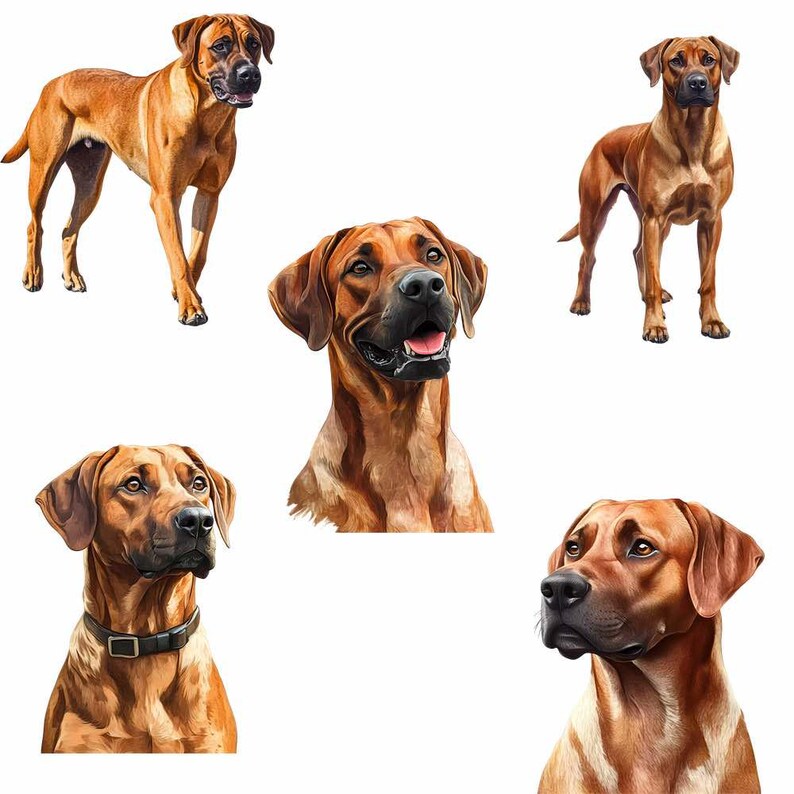 Tan Rodesian Ridgeback Rhodesian Ridgeback Dog Watercolor Digital Downloads, 20 Overlay High ...