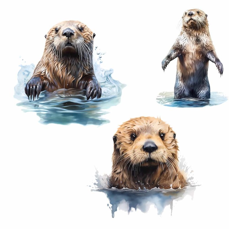 May include: Three watercolor illustrations of sea otters. One otter is swimming with its head above the water, another is standing on its hind legs in the water, and the third is swimming with its head above the water and looking directly at the viewer.