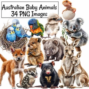 Australian Baby Animals Watercolor Clipart, 34 Digital Downloads Outback Australia wildlife, Babies Kangaroo Dingo Koala Cockatoo Wombat
