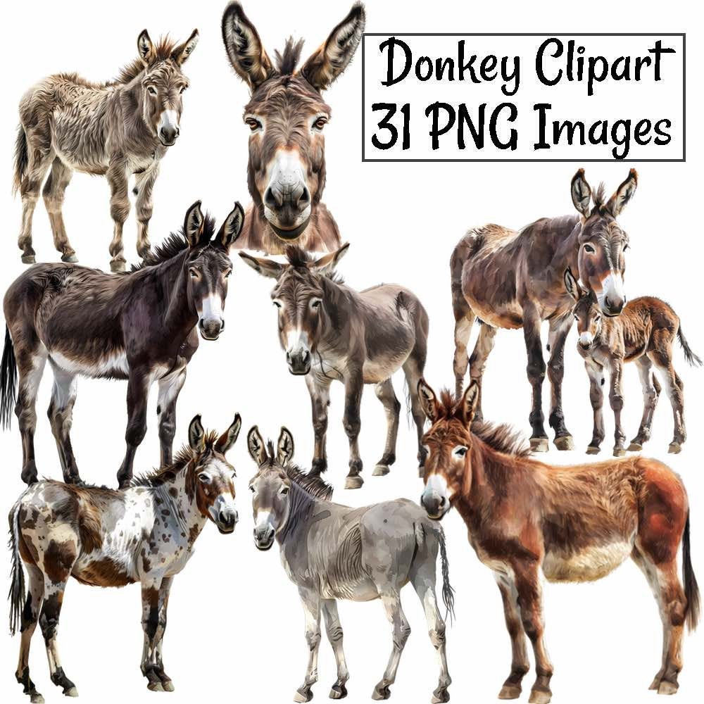 高品質！ ロバ（Donkey）頭骨　♂ il_fullxfull.5944150869_2gn0.jpg