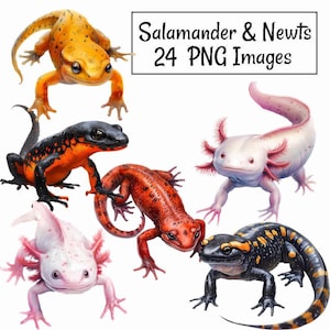 Salamander Newt Axolotl Clipart Digital Downloads PNG Amphibian Lizard Frog Reptile Mud Puppy Siren Animal, Transparent background