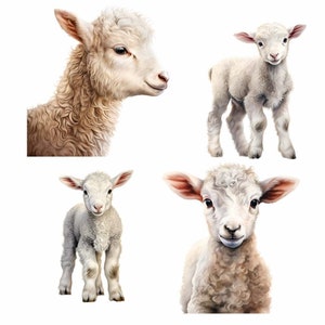 May include: Four white lambs with fluffy fur. The lambs are standing on a white background.