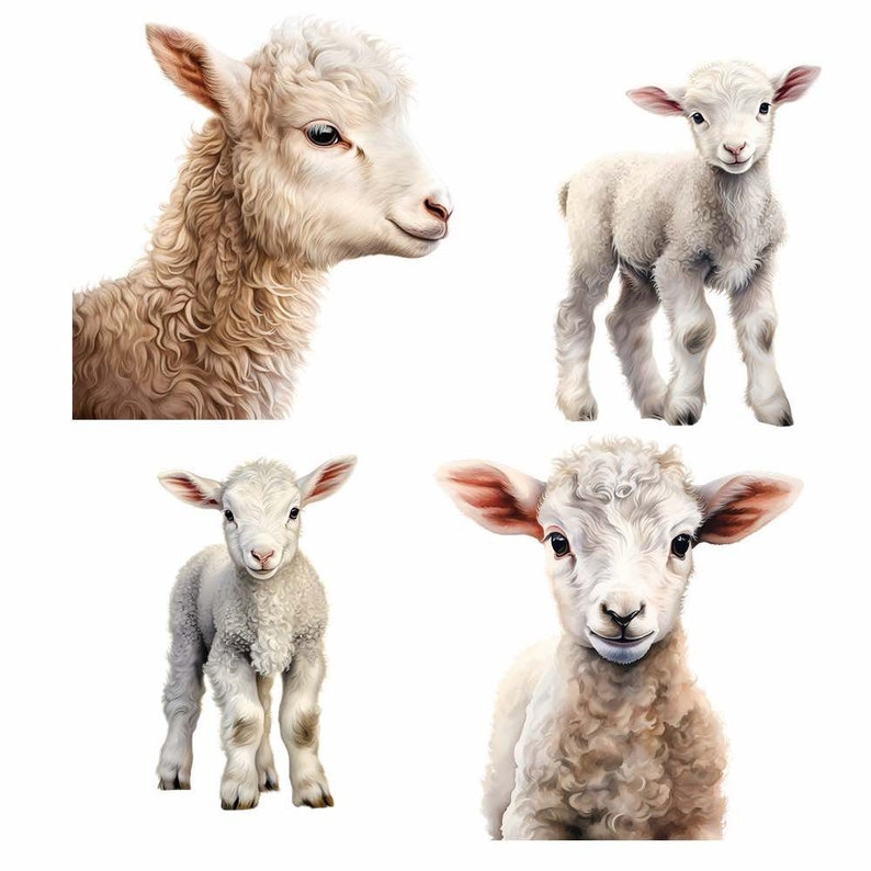May include: Four white lambs with fluffy fur. The lambs are standing on a white background.