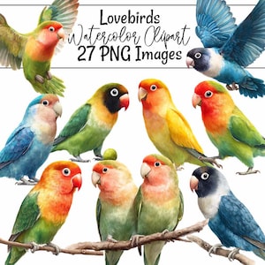 Lovebird Watercolor Clipart Peach Faced Lovebird Illustration Black Masked Pet Bird Fischer&#39;s Digital Download Pet Bird Lovebird Art