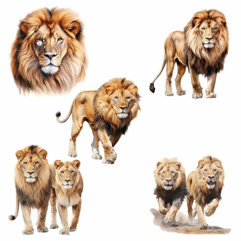 May include: A collection of six detailed illustrations of lions in various poses. The lions are depicted in a realistic style with a focus on their mane and fur. The illustrations are set against a white background.