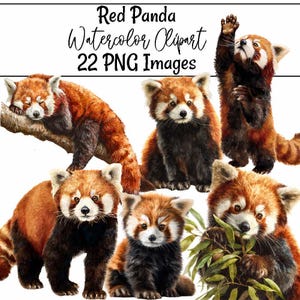 以下が含まれることがあります： レッサーパンダの複数の画像が描かれた水彩画クリップアート。レッサーパンダは、赤茶色の毛皮、黒い脚、白い模様をしています。1匹のパンダは後ろ足で立っており、もう1匹は枝の上で寝ています。「Red Panda Watercolor Clipart 22 PNG Images」というテキストが上部にあります。