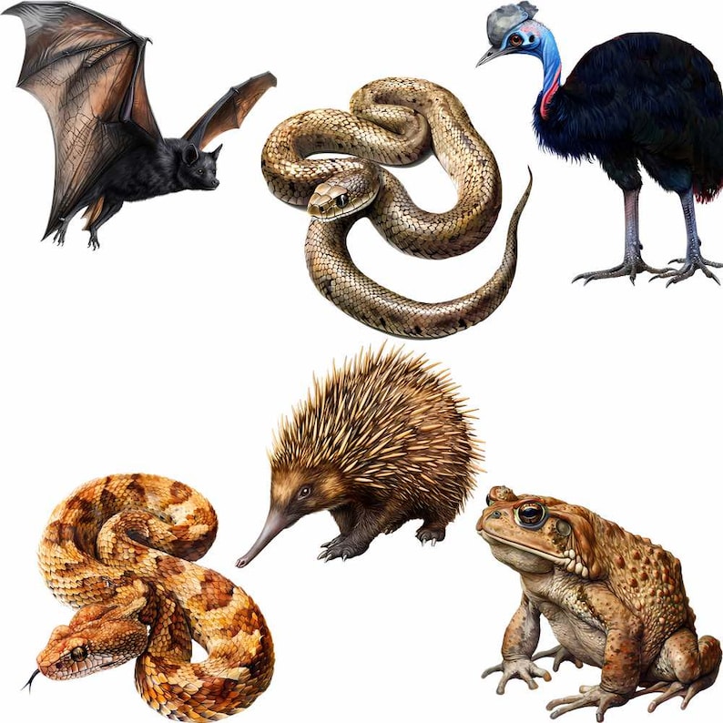 May include: A collection of Australian animals, including a bat, a snake, an echidna, a toad, and a cassowary.