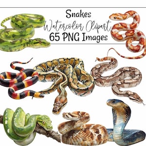 Snake Watercolor Digital Downloads Serpent Reptile Art Printable Anaconda Mamba Rattlesnake Boa Cobra King Python Garter Snake Illustrations