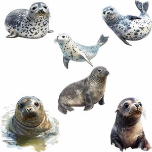 Puede incluir: Seis focas diferentes en varias poses, incluyendo una foca con las aletas extendidas, una foca con la cabeza levantada y una foca con la boca abierta. Las focas son todas grises y blancas con manchas negras.