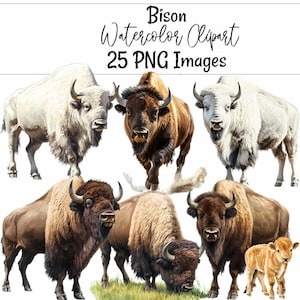 Bison Watercolor Digital Downloads American Buffalo Cows Woodland High Quality Overlay Clipart , Transparent Background White Bison Art Calf