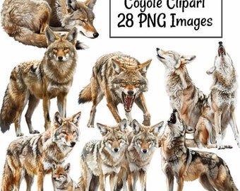 Coyote Clipart Woodland Animal Watercolor Digital Downloads Wild Canine Designs Wildlife Animal Desert Clipart Transparent Background