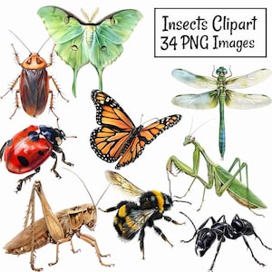 Insect Bug Watercolor Clipart Digital Downloads Bugs Beetle Moth Butterfly Bee Wasp Ant Fly Mosquito Cricket Grasshopper Roach Mantis