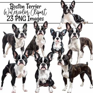 Boston Terrier Watercolor Clipart Dog Breed Art Boston Terrier Puppy Illustration PNG Dog Digital Download Terrier Lover art
