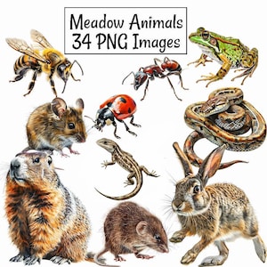 Meadow Animals Clipart Digital Downloads Field Woods Wildlife Woodland Watercolor Overlay, Bee Insects Snake Frog Mouse Rabbit Bug